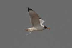 Ichthyaetus ichthyaetus