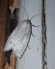 Cryptophasa delocentra