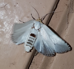 Cryptophasa delocentra