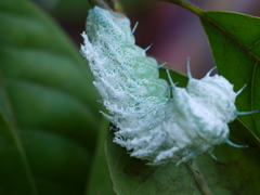 Attacus taprobanis