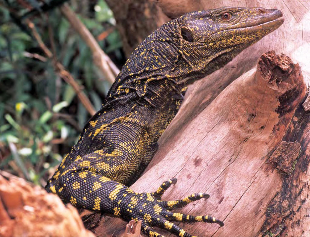 Sierra Madre Forest Monitor