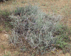 Astragalus karakugensis