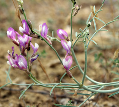 Astragalus karakugensis