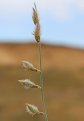 Astragalus karakugensis