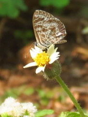 Leptotes plinius plinius