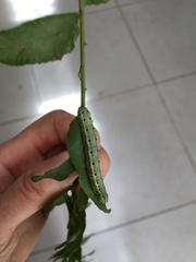 Argyrosticta decumana
