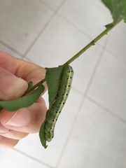 Argyrosticta decumana