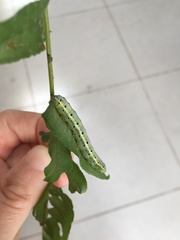 Argyrosticta decumana