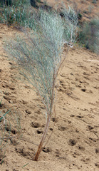 Eremosparton aphyllum