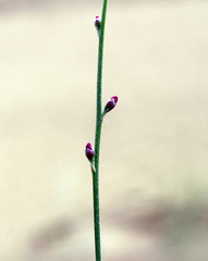 Eremosparton aphyllum