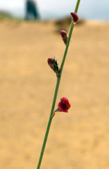 Eremosparton aphyllum