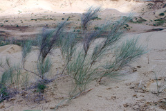 Eremosparton aphyllum