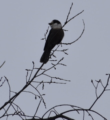 Perisoreus canadensis image