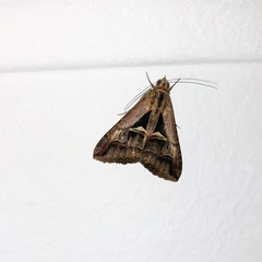 Melipotis bisinuata