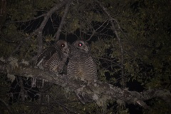 Strix rufipes rufipes
