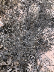 Cercocarpus ledifolius