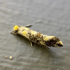 Monopis chrysogramma