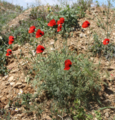 Papaver arenarium