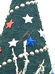 Pyrocephalus rubinus obscurus