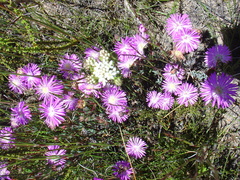 Lampranthus swartbergensis