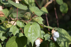 Gossypieae