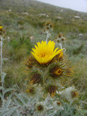 Berkheya francisci