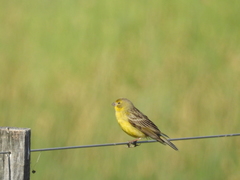Grassland Yellow-Finch photo 4