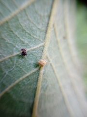 Uloborus campestratus