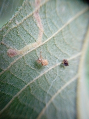 Uloborus campestratus