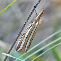 Hednota bivittella