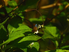 Onophas columbaria