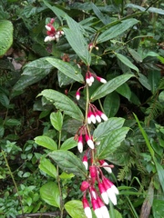 Thibaudia martiniana