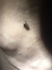 Psorophora cyanescens