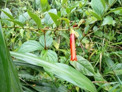Macleania bullata