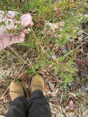 Hypericum fasciculatum