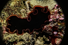 Pseudobiceros gloriosus