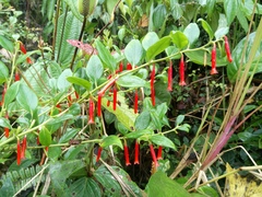 Macleania
