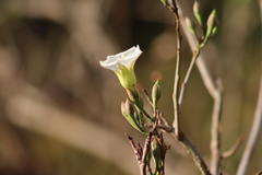 Ipomoea intrapilosa