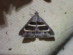 Grammodes