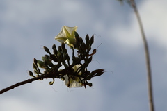Ipomoea intrapilosa