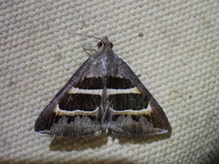 Grammodes