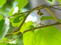 Oxybelis microphthalmus