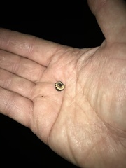 Pterotus obscuripennis