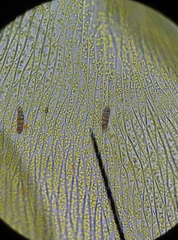 Plagiothecium laetum