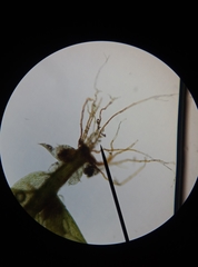 Plagiothecium laetum