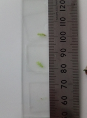 Plagiothecium laetum