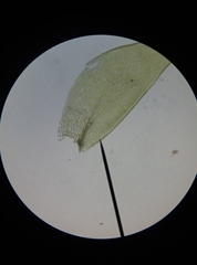 Plagiothecium laetum