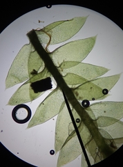 Plagiothecium laetum