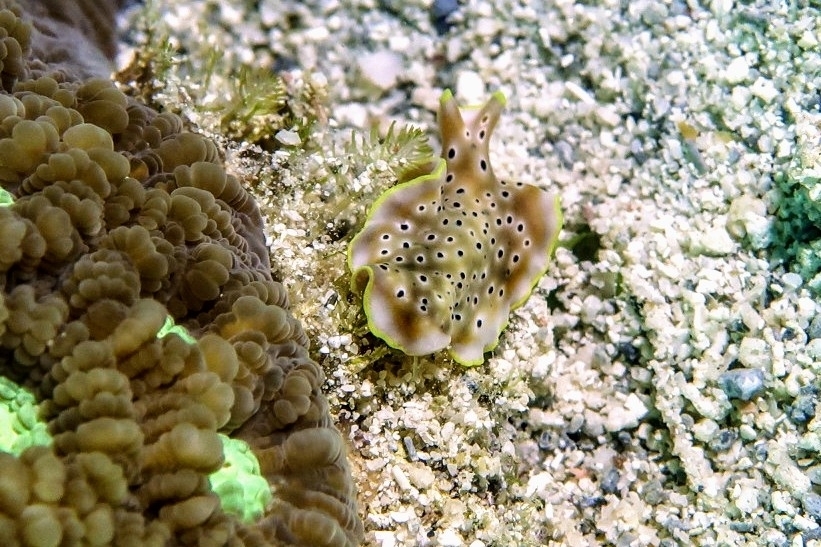 Pseudoceros nigropunctatus
