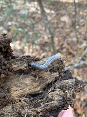 Scolecocampa